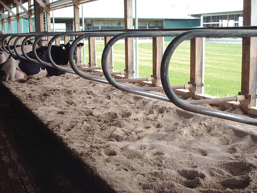 Cow Bedding_resized Milestone Materials